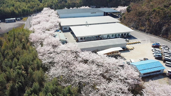 綾川工場の桜