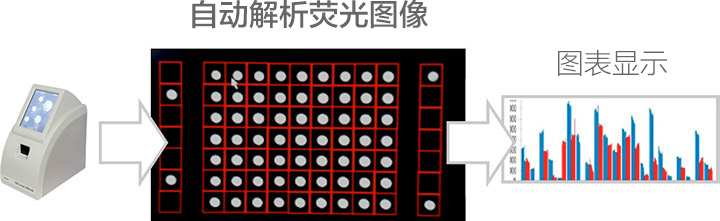 自动解析荧光图像