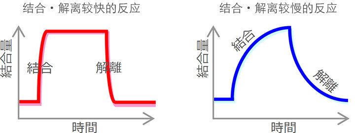 结合・解离较快的反应　结合・解离较慢的反应