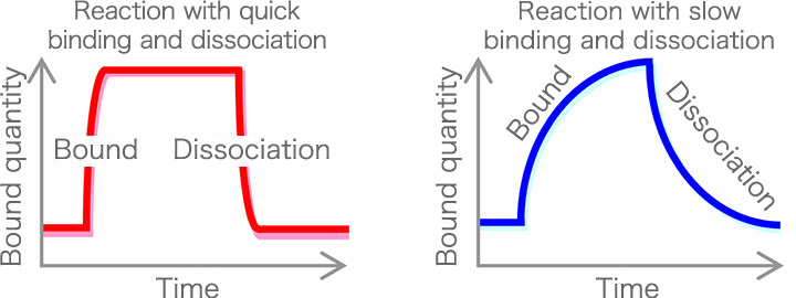 Reaction with quick binding and dissociation / Reaction with slow binding and dissociation