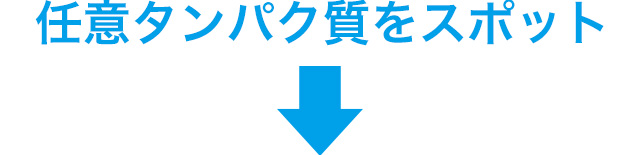 任意タンパク質をスポット