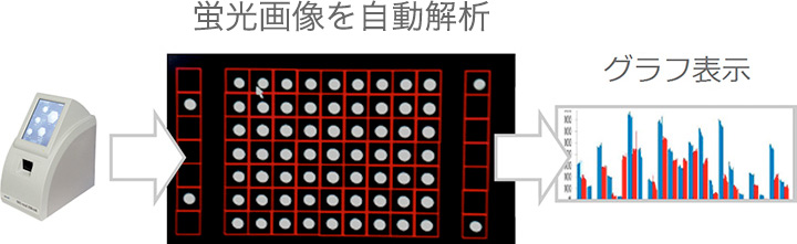 撮影した蛍光画像をバックグラウンドで自動解析