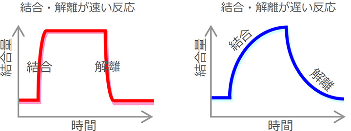 結合・解離が速い反応　結合・解離が遅い反応